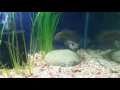 Port acara spawning