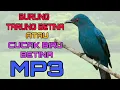 Download Lagu Burung Tarung  Betina | Cucak Biru Betina