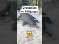 Crocodiles vs Alligators Easiest Way To Tell Apart