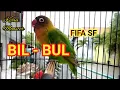 Download Lagu BIL BUL Lovebird Balibu edan FIFA SF