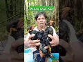 Download Lagu pikat beo di pedalaman kalimantan#burung #burungkicaudialamliar #sulingsakti #birds