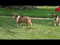 Shetland Sheepdog Puppies for Sale