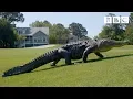 The Alligators taking over America s golf courses - BBC