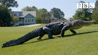 Download The Alligators taking over America's golf courses - BBC MP3