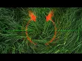 Best Music _ KAZKA - м'ята (karmv remix)