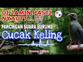 Download Lagu PANCINGAN SUARA BURUNG CUCAK KELING, DIJAMIN PASTI NYAUTT..‼️
