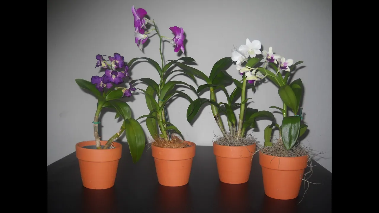 CÓMO CUIDAR A LAS ORQUÍDEAS EN CASA?