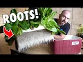 A Cheap Alternative Kratky Hydroponic Method