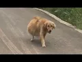 Download Lagu Met een ongewoon grote buik sjokte ze moeizaam langs de weg op zoek naar voedsel en hulp