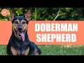 German Shepherd Doberman mix The Perfect Watch Dog