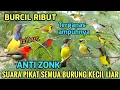 Download Lagu Mp3 pikat untuk burung kecil Ampuh❗ Suara pikat burcil anti zonk#pikatburung