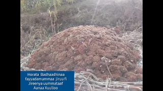 Harargee Lixaa Aanaa Xuulloo 