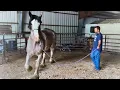 Download Lagu New Arrival - Breezy The Clydesdale Starts Her Training At Homestead Horsemanship!