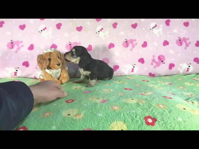 動画