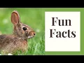 Lagomorphs Wild Rabbits and Hares