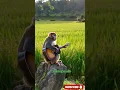 Download Lagu viral monyet main gitar di sawah thailand #shorts