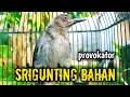 Download Lagu srigunting abu abu gacor AMPUH buat PANCINGAN srigunting abu biar bunyi | burung srigunting gacor 