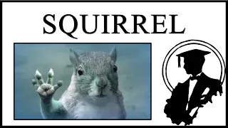 Tornado Squirrel Is Frying Me
