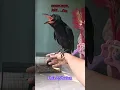 Download Lagu anakan burung gagak🐦‍⬛JEKI | #birds #burung #gagak #gaokmania
