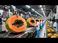 Lagu Inside the Papaya Factory: From Fresh Harvest to Delicious Cakes \u0026 Ice Cream