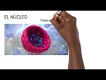 The Cell NUCLEUS