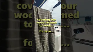 WASP INVASION 😲 #shorts #sailing