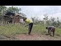 Download Lagu The uncle and two orphans were digging the ground to make a garden in front of the small house.(life