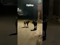 Download Lagu Dog Fighting #shorts #youtubeshorts #dogfight #bhotiyadog #aggressive #blackdog #dogvideo #dog #pet
