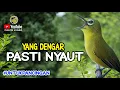 Download Lagu ⭕️ KECIAL KUNING GACOR PANCINGAN AMPUH KECIAL KUNING MACET YANG DENGAR PASTI NYAUT