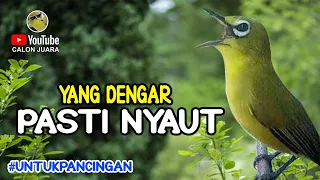 Download ⭕️ KECIAL KUNING GACOR PANCINGAN AMPUH KECIAL KUNING MACET YANG DENGAR PASTI NYAUT MP3