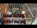 Download Lagu Kolibri mucang nyuling gacor