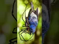 Amazing Can Spiders Really Catch Birds