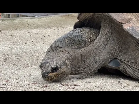 Sleepy Tortoise