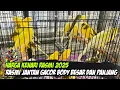 Download Lagu HARGA KENARI RASMI 2025 !!! RASMI JANTAN GACOR BODY BESAR DAN PANJANG