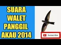 Download Lagu Suara Walet Panggil Akau. #suarapanggil. #budidayawalet. #waletkalimantan.