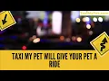 Need a Ride for Your Pet Taxi My Pet Pet Taxi Service in Abilene TX