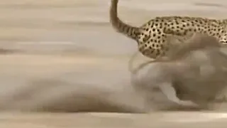 MTANANGE WA WANYAMA KATI YA CHUI NA NGILI NGURUWE POLI 