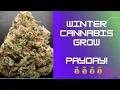 How much I made growing cannabis