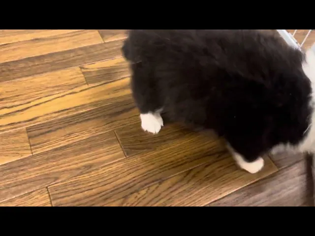 動画