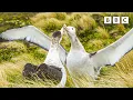 The albatrosses in a same-sex partnership Frozen Planet II - BBC