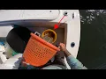 Download Lagu It only took me 11 casts with my cast net to catch all these shrimp