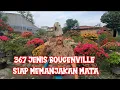 Bunga Bougenville bagus ada di AL BAYA Bonsai perbaungan.