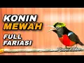 Download Lagu PANCINGAN KONIN GACOR FULL ISIAN TEMBAK COCOK BUAT DONGKRAK SEMANGAT BUNYI KOLIBRI NINJA PASTOLAN