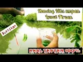 Download Lagu Mancing Nila Umpan Lumut Tiruan /palsu‼️ Perhatikan perbandingan ini . .
