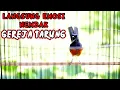 Download Lagu Pancingan murai batu gacor nembak isian GEREJA TARUNG bikin lawan langsung EMOSI