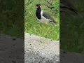 Download Lagu Suara burung lapwing jambul merah yang indah #burung #satwa liar #alam #suara burung #panggilan burung #video pendek