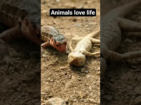 Animals love life #wildlife #shorts@abdulsattarofficial4931