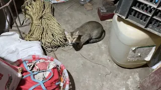Billi bhi hai sath me 