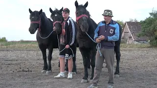 Caii lui Marius de la Piscari, Satu Mare - 2026 Nou!!!