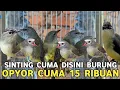 Lagu OPYOR KICAUAN NGEROL NEMBAK || HARGANYA SEMURAH INI CUMA 15 RIBUAN DI PASAR BURUNG PRAMUKA 